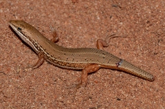 Trachylepis punctulata
