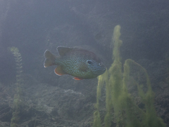 Lepomis gibbosus × cyanellus