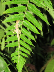 Anolis antonii