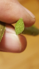 Nuphar × rubrodisca