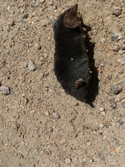 Talpa occidentalis