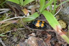 Nicrophorus defodiens