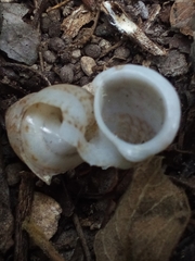 Chondropoma
