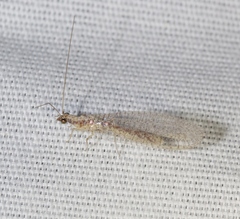 Eremochrysa punctinervis