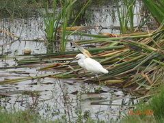 Egretta thula