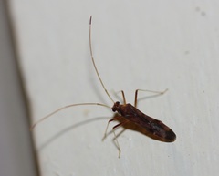 Paraxenetus guttulatus