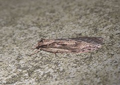 Semioscopis aurorella