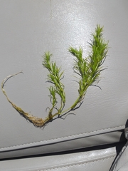 Najas flexilis