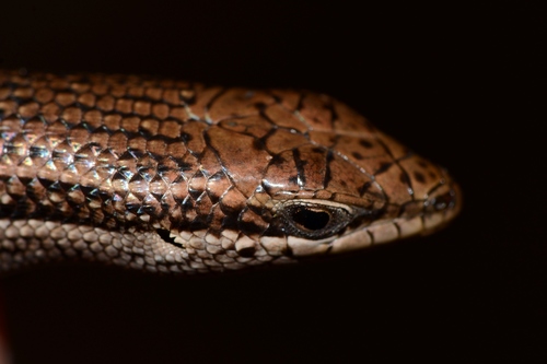 Striped Variable Skink
