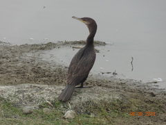 Nannopterum brasilianum