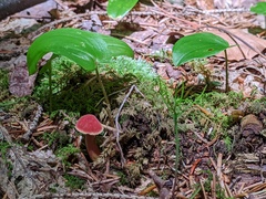 Chalciporus rubinellus