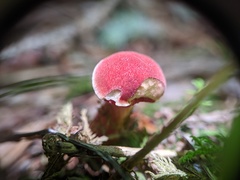 Chalciporus rubinellus