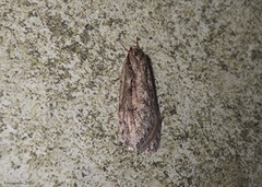 Semioscopis aurorella