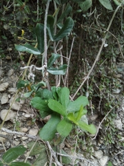 Passiflora bilobata