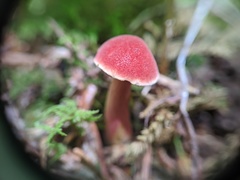 Chalciporus rubinellus
