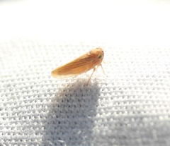 Agalliina