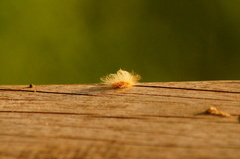 Zygaenoidea