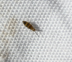 Entomobrya assuta