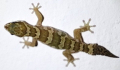 Pachydactylus formosus