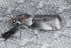 Acrobasis comptella