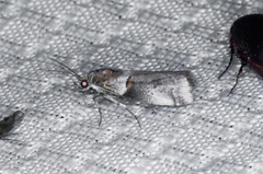 Acrobasis comptella