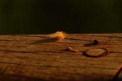 Zygaenoidea