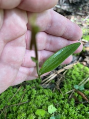 Platanthera clavellata