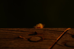 Zygaenoidea