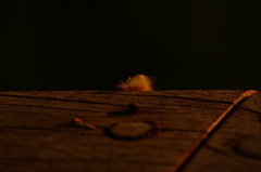 Zygaenoidea