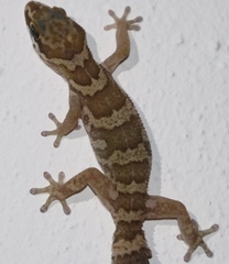 Pachydactylus formosus