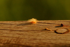 Zygaenoidea