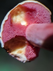 Chalciporus rubinellus