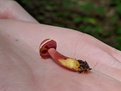 Chalciporus rubinellus