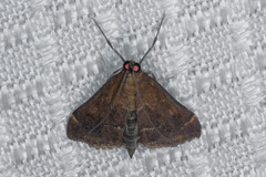 Hypsopygia phoezalis