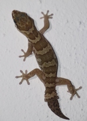 Pachydactylus formosus