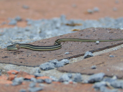 Thamnophis proximus proximus
