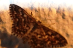 Scopula inscriptata