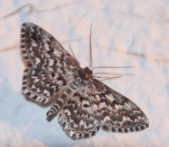 Scopula inscriptata
