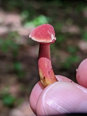 Chalciporus rubinellus