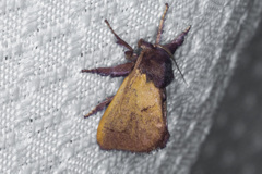 Monoleuca occidentalis