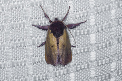 Monoleuca occidentalis