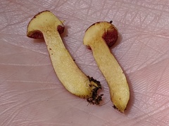 Chalciporus rubinellus