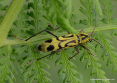 Chlorophorus annularis