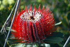 Banksia coccinea