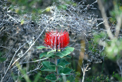Banksia coccinea