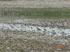 Himantopus mexicanus