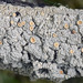 Crabseye Lichens - Photo (c) Richard Droker, some rights reserved (CC BY-NC-ND)