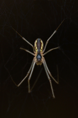 Filmy Dome Spider
