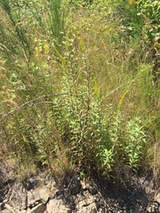 Solidago lepida salebrosa
