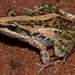Mozambique Ridged Frog - Photo no rights reserved, uploaded by Marius Burger